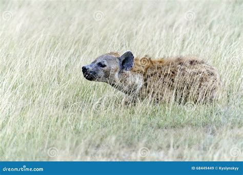 Hienas no savana imagem de stock. Imagem de selvagem - 68449449