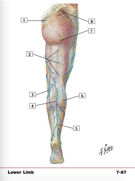 Cutaneous Nerves And Superficial Veins Of Lower Limb Diagram Quizlet