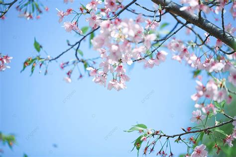 Romantic Cherry Blossoms In Spring Background Plant Stepping Into The