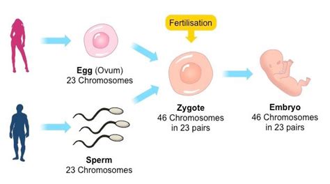 Reproductive System Science Is Life