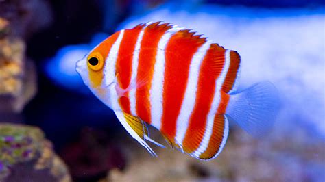 Angelfish - Facts, Care and Varieties - SeaFish