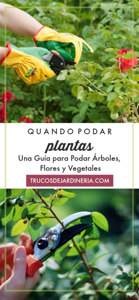 Cuando Podar Las Plantas Una Gu A Para Podar Frutas Y Vegetales