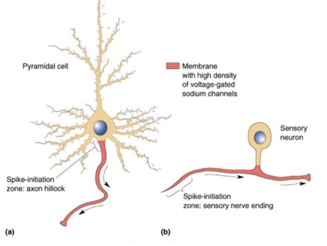 Nsc Chapter The Action Potential Flashcards Quizlet