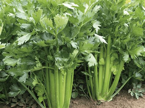 Sierra F1 Celery Seed Activevista For Market Farm And Garden