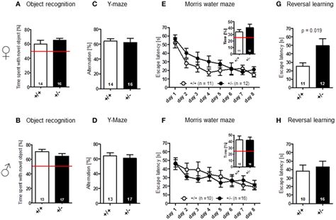 Cognitive Testing Of Male And Female Ambra1 − Versus Ambra1⁺ ⁺ Mice Download Scientific