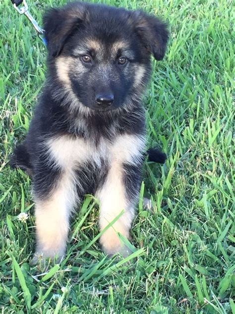 Jasper Our 7 Week Old German Shepherd Puppy German Shepard Puppies