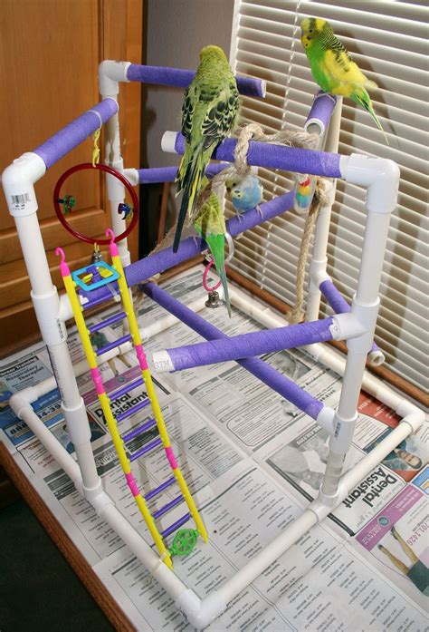 Budgie Parakeet And Parrot Bird Playgyms Stands And Perches Pet Bird