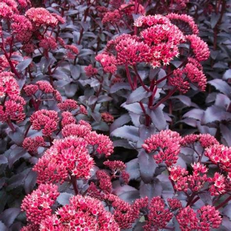 Sedum Purple Emperor