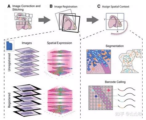 前沿perspective 空间转录组数据分析方法最新进展 知乎