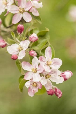 Hood River Oregon USA Close Up Of Apple Blossoms In The Nearby