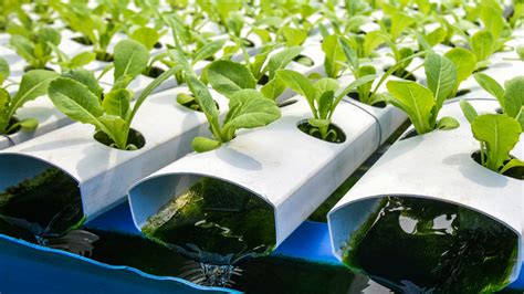 What Is A Hydroponic Garden?