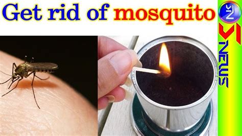 Home Remedies To Get Rid Of Mosquitoes Home Remedies Remedies