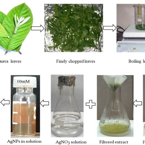 Schematic Representation For The Synthesis Of P Guajava Leaf Extract