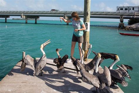 Florida Keys Road Trip 25 Awesome Things To Do Between Key Largo And