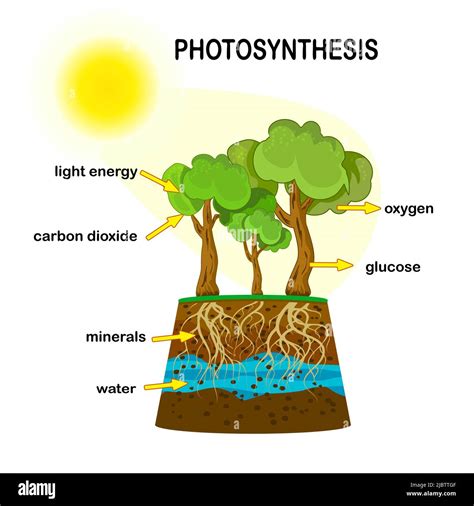 Diagramme De Photosynth Se Proc D De Production D Oxyg Ne Processus