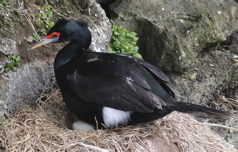 Cormoranes Phalacrocorax Picture Bird