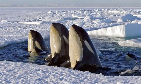 Bbc Frozen Planet Killer Whales Pictured In Arctic Ice Feature In New