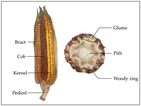 Agriculture Free Full Text Field Decomposition Of Corn Cob In