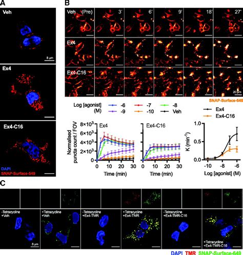 Acylation Of The Incretin Peptide Exendin 4 Directly Impacts Glucagon Like Peptide 1 Receptor