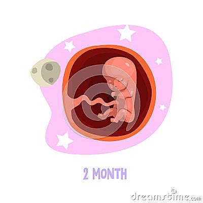 Second Month Of Fetal Development Baby Growth Inside Womb Vector