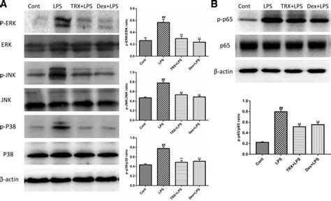 The effects of TRX on MAPK and NF Κb pathway activation in the lung