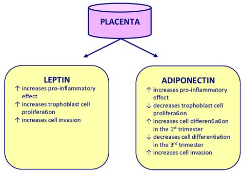 Role Of Leptin And Adiponectin In The Placenta Download Scientific