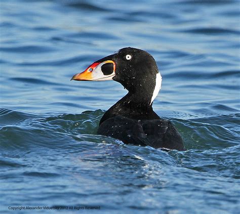 Scoter Surf Melanitta Perspicillata M Taken By The Oc Flickr