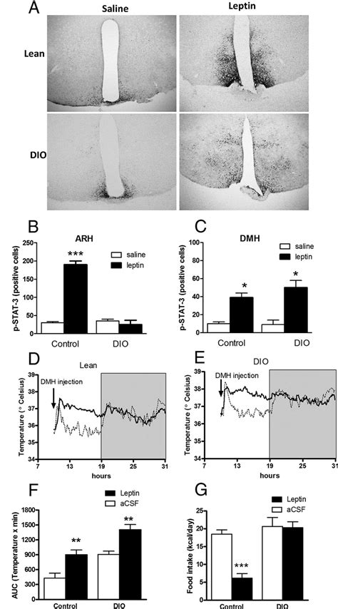 Leptin Effect On Dmh Pstat3 Expression And Ibat Temperature A Download Scientific Diagram