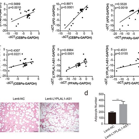 LYPLAL1 AS1 Is Positively Correlated With Adipogenic Markers In Human