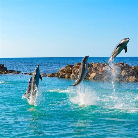 Dolphin Cove Ocho Rios - Airport Transfers, Excursions & Tours