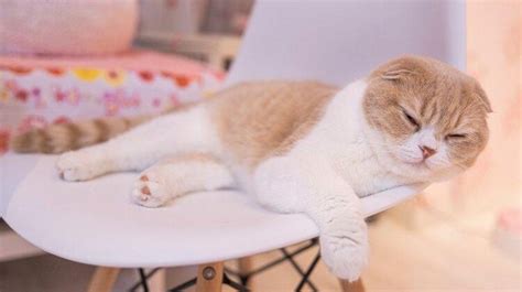 The Unique Traits Of The Scottish Fold Munchkin Cat Breed Tcrascolorado