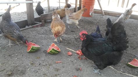 17 Tips How To Keep Chickens Cool In Extreme Heat