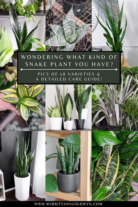 Your Guide To Caring For The Hardy Timeless Snake Plant Snake Plant