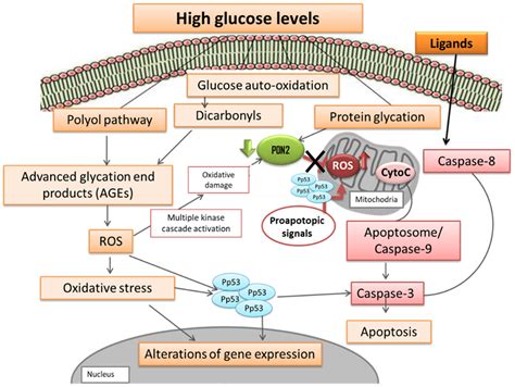 Cells Free Full Text Effect Of High Glucose Induced Oxidative