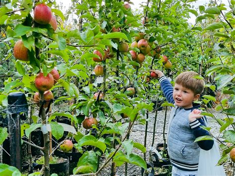 Apple Trees Easy Big Trees New Zealand