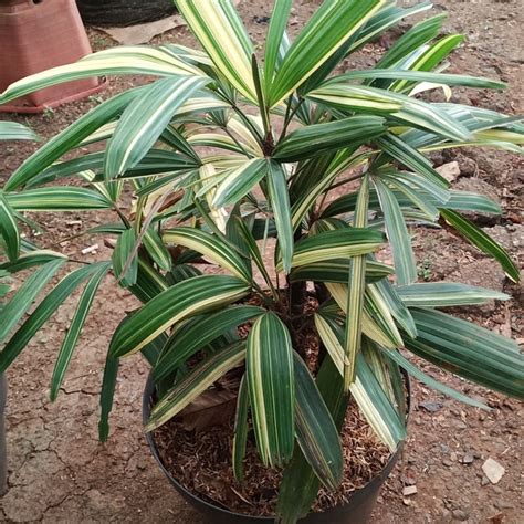 Tanaman Hias Palem Palm Waregu Variegata Pohon Palm Regu Varigata