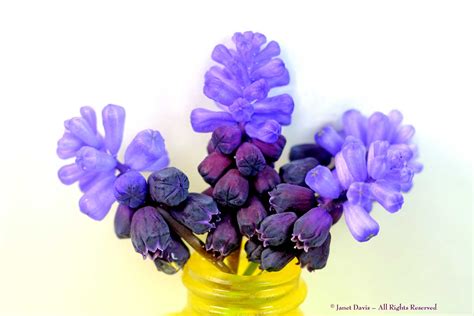 Muscari Latifolium Bouquet Janet Davis Explores Colour