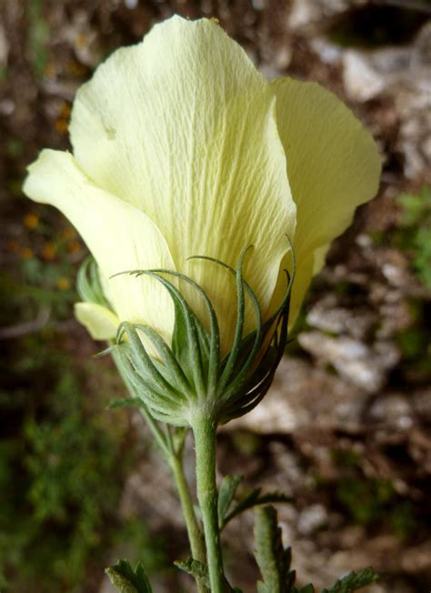 Hibiscus Coulteri Ecorestore Portal