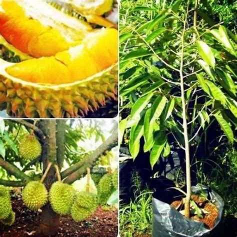 Jual Bibit Tanaman Buah Durian Bawor Okulasi Super Unggul Bisa