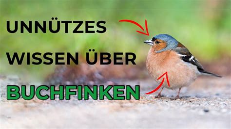 Was Du Schon Immer über Buchfinken Wissen Wolltest Youtube