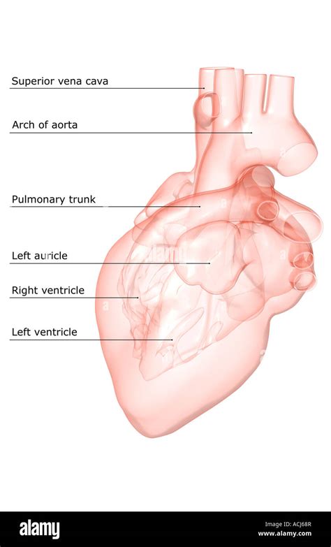 Human heart anatomy side view Cut Out Stock Images & Pictures - Alamy