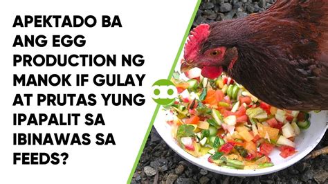 Apektado Ba Ang Egg Production Ng Manok If Gulay At Prutas Yung