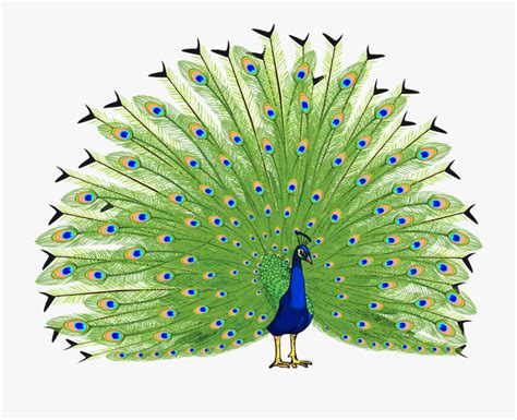 Peacock Clip Art