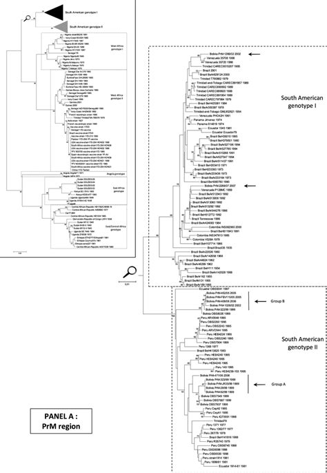 Phylogenetic Analyses Of Yfv Isolates In The Prm And Emf