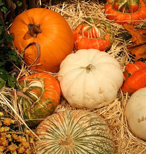 Fall Harvest Pumpkins Flowers Vines Photo Background And Picture For Free Download - Pngtree