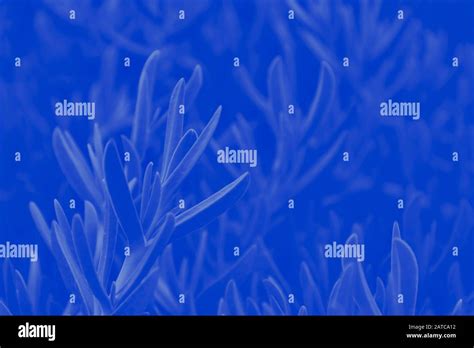 Abstract Gradient Deep Blue Background With Succulent Plant Pattern