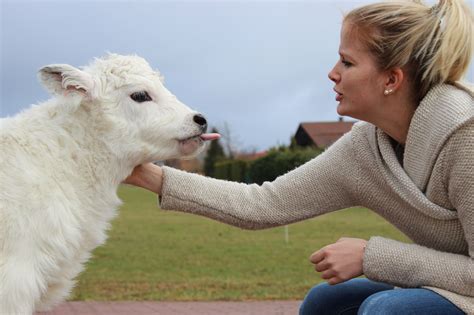 Philosophie Feinstes Fleisch Von Den Galloways Vom Teinachtal