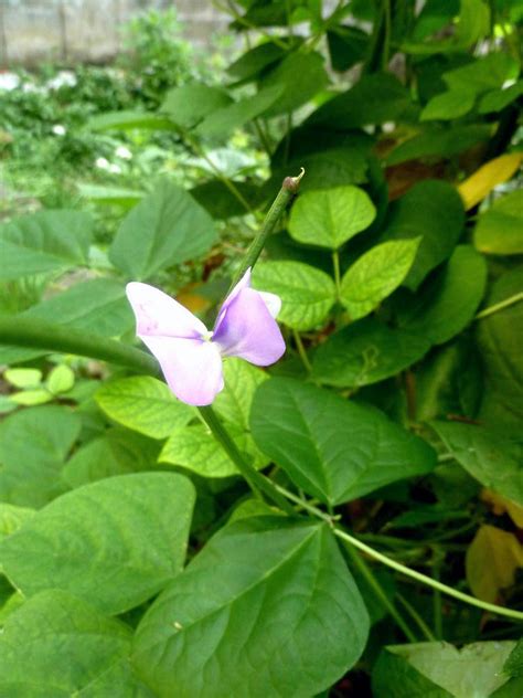 菜園・花壇 ムーミンパパのシルエット