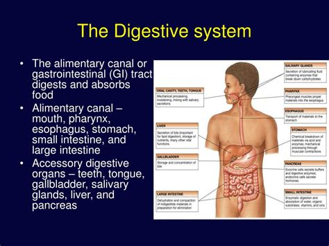 Ppt The Digestive System Powerpoint Presentation Free Download Id