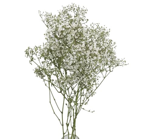 Fresh Baby Breath Gypsophila Png High Resolution